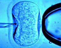 In-vitro fertilization in a petri dish