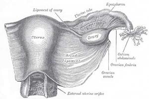 Diagram of a uterus